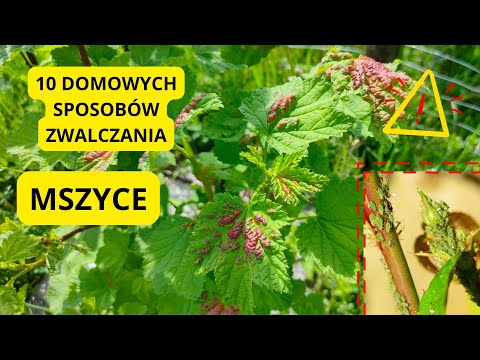 , title : 'MSZYCE 10 naturalnych sposobów na mszyce Domowe opryski na mszyce Szkodniki Małe zielone robaczki'