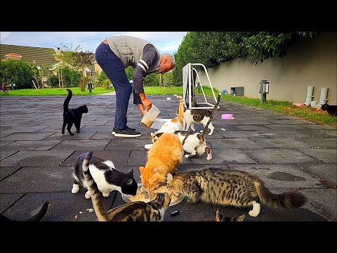 A Whole Day with My Street Cats in the Park