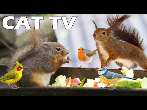 CAT AND DOG TV🐶😸 Entertain Your Pets with Squirrels & Birds🐿🦜 Best Home Alone Anti-Anxiety Solution