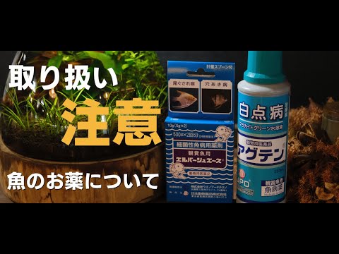 タンジェリンの利点 – その目的と使用方法