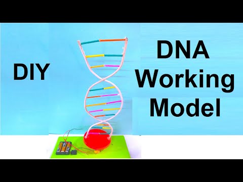 dna science project working model 3d diy at home craftpiller diy biology project