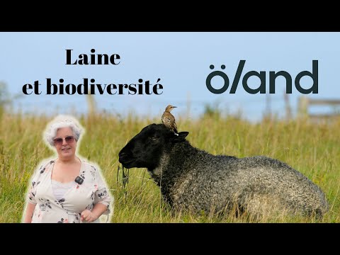 A la rencontre des moutons et laine au cœur de la biodiversité en Suède