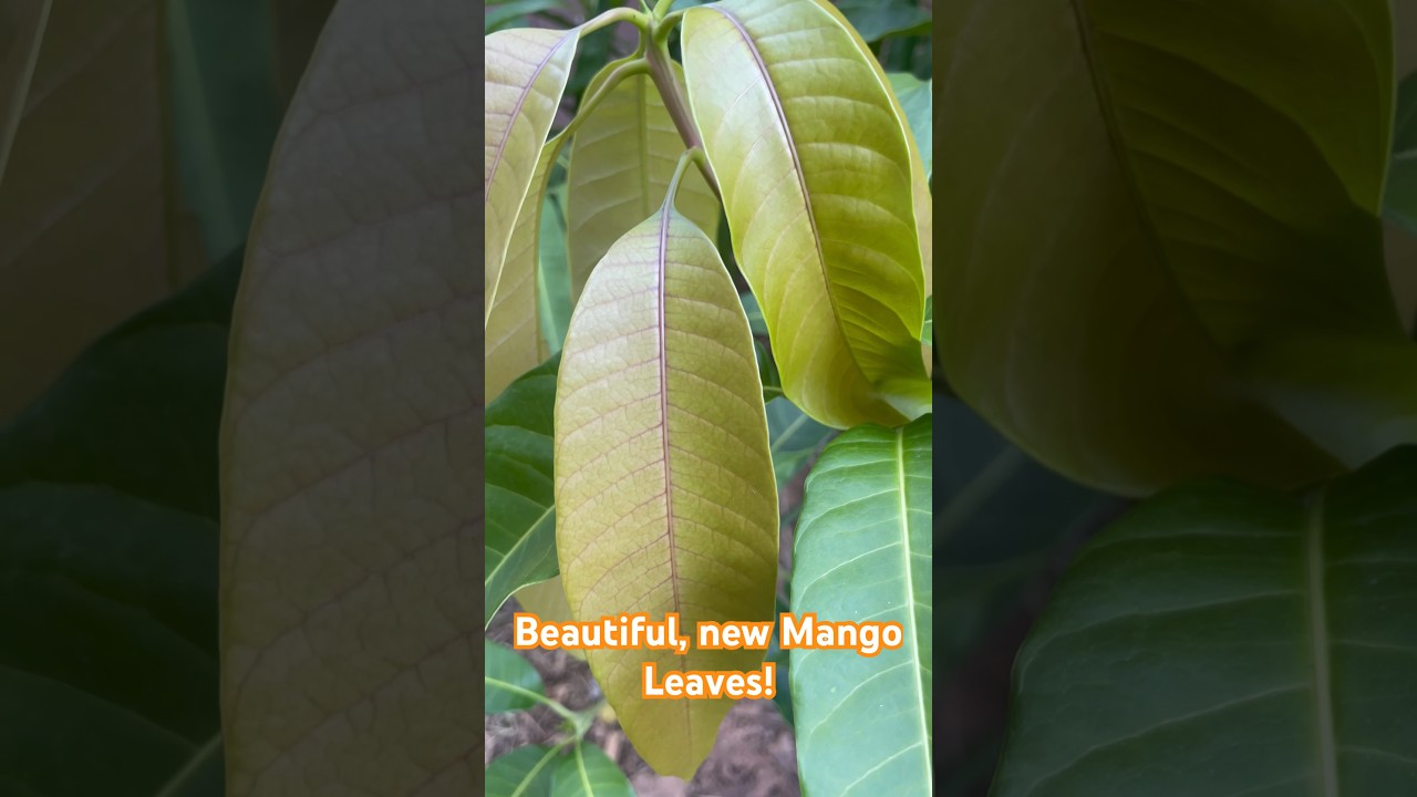 Mango short highlight 6