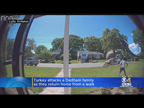Video: Pregnant woman almost attacked by turkey in Dedham