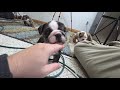 English Bulldog dogs for sale: Buster - Video 1