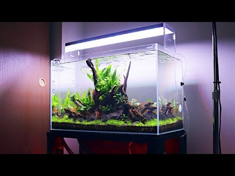 WaterBox Clear 16 | Adding Fish!