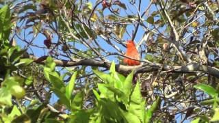 preview picture of video 'Summer Tanager-Honduras Coffee Farm'