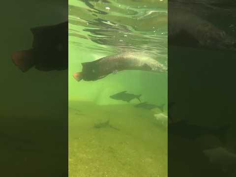 Gaint Arapaima shipping @Nemopetscovai #fishing #coimbatore #fish #aquarium #nemopets #ipl