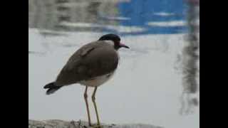 preview picture of video 'Red-wattled Lapwing (Vanellus indicus) Lotus Pond, Banjara Hills, Hyderabad.'