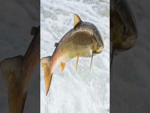 Glauben sie, dass ich ein Fisch bin? (Elon Musk)