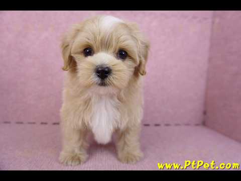 10/13馬爾泰迪公幼犬(桃園楊梅)