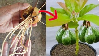Unique skill AVOCADO Tree from seeds with Aloe Vera for beginners #fruit #plant #garden #avocado