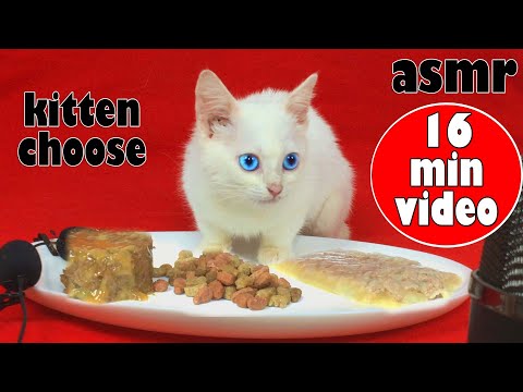 What will eat my kitten - pate food, wet food or dry food?