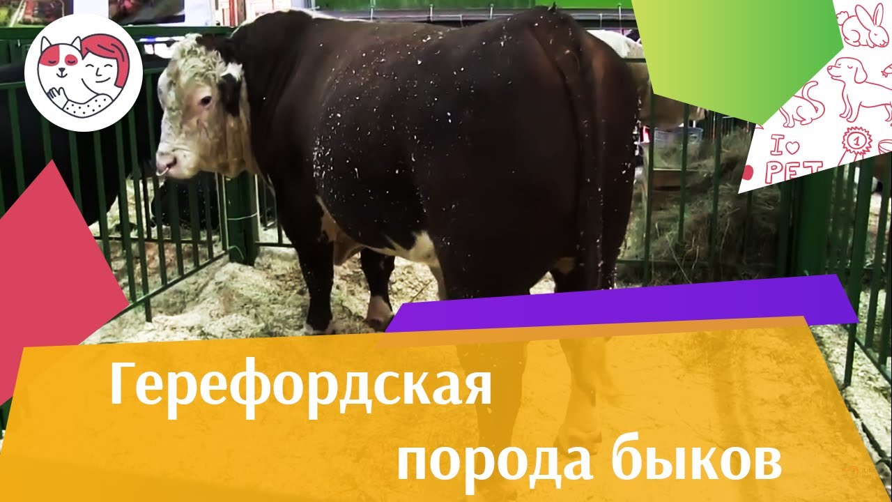 БЫК ГЕРЕФОРДСКОЙ ПОРОДЫ 2 Агропромышленная выставка Золотая осень 2016 iLikePet