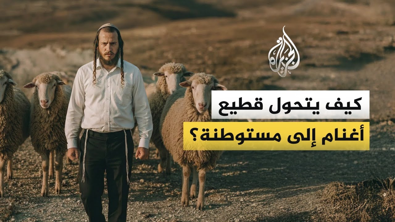 كيف يتحول قطيع أغنام إلى مستوطنة؟