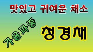 [텃밭농부.734]  가을 청경채 파종 요점 몇가지. #청경채재배