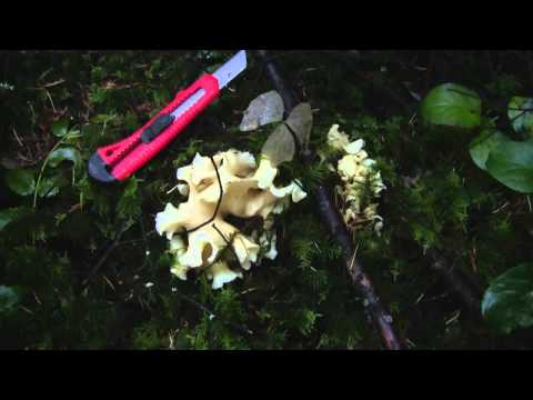download lagu mp3 mp4 Cauliflower Mushroom Price, download lagu Cauliflower Mushroom Price gratis, unduh video klip Cauliflower Mushroom Price