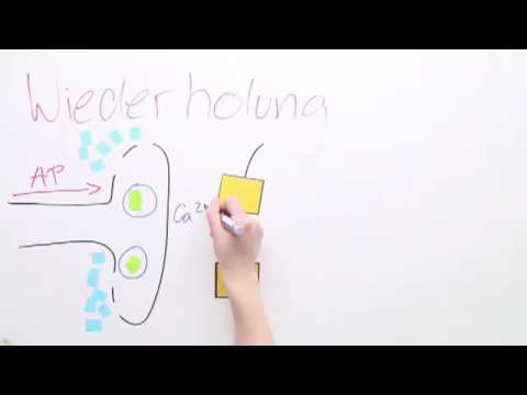 SYNAPSE | HEMMENDE UND ERREGENDE SYNAPSEN | Biologie | Neurobiologie und Verhalten