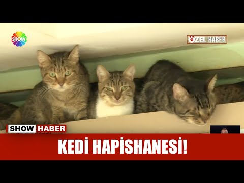 40 kedili kiracı!