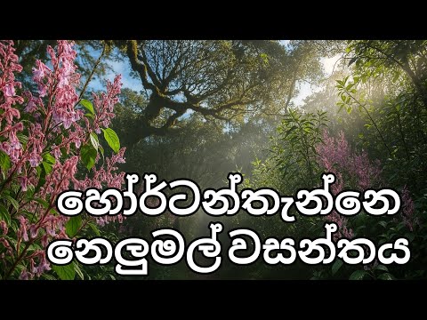 අවුරුදු 12කට පස්සෙ පිපුනු නෙලුමල් බලන්න යමු හෝර්ටන්තැන්නට hortonplains nelu flowers/ thotupalakanda