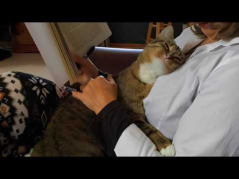 Cat Doesn’t Need the Whole World, As Long As It has YOU! 🐱 Funny Cat and Human