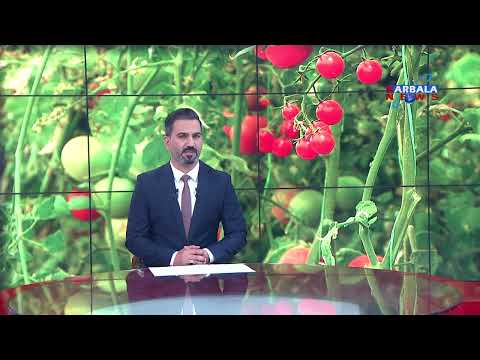 , title : 'كربلاء المقدسة – مديرية الزراعة تطالب بإيقاف استيراد محصول الطماطم بعد وفرة إنتاجه'