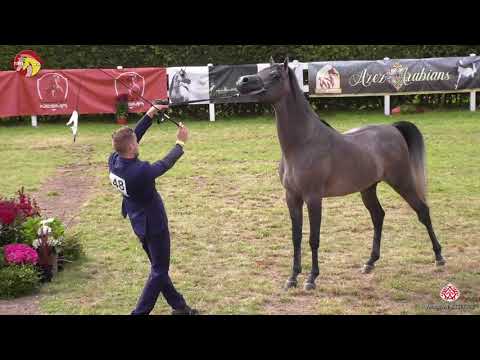 N 48 EL AMEED   2020 ELRAN ARABIAN CUP   Colts 3 years old Class 8