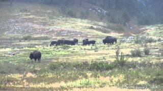 Buffalo herd in the rain