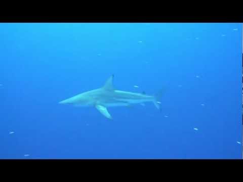 Südafrika 2012 - Tiger und Bullen an Protea Banks, Protea Banks,Südafrika