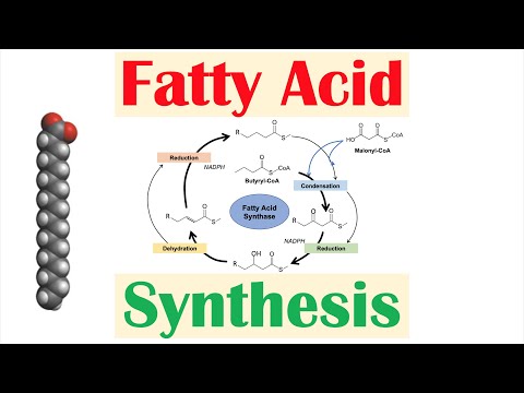 Overview of Glycolysis Basics for Beginners Biochemistry Lesson