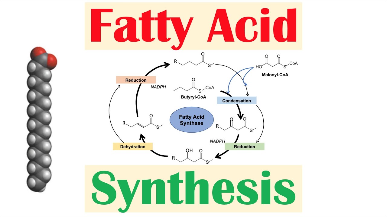 Fatty Acid Synthesis Pathway: Overview, Enzymes and Regulation