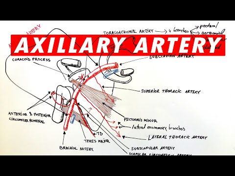 Anatomy - Axillary artery branches