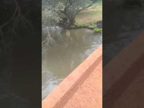 Bañario persiguero concepción de la Sierra misiones.