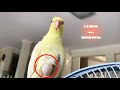 My Male Bird Laid An Egg