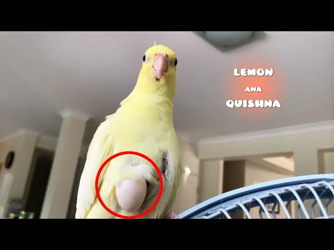 My Male Bird Laid an Egg?
