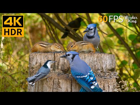 Cat TV for Cats to Watch ???? Pretty Birds Chipmunks Squirrels ???? 8 Hours 4K HDR 60FPS