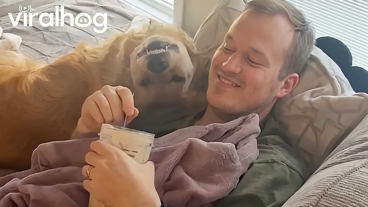 Goofy Golden Begs For Dad's Snacks || ViralHog