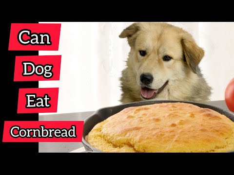 Can Dog Eat Cornbread?