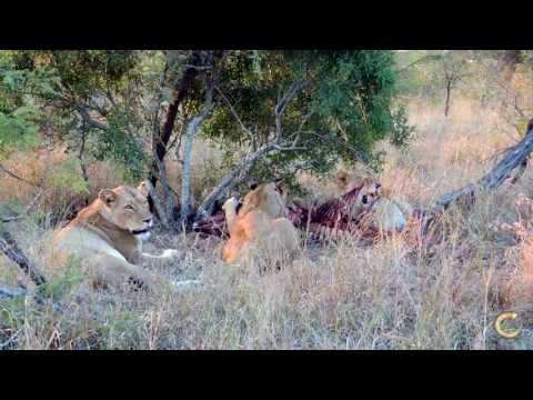 Lions of Tintswalo  Nkuhuma pride on a wildebeest kill