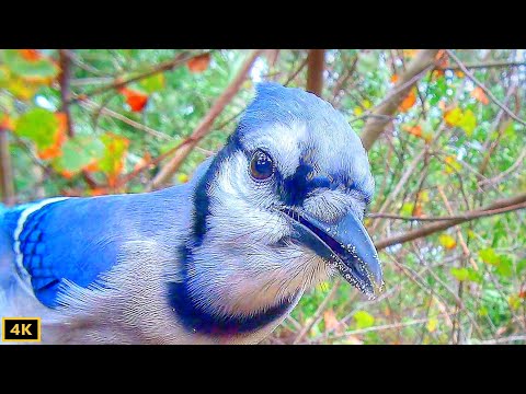 Four Different Blue Jay Calls Eye to Eye