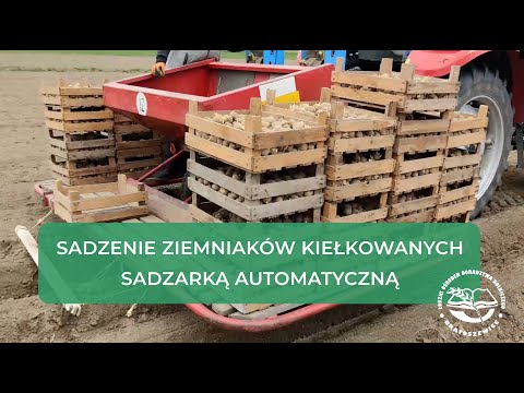 Sadzenie Ziemniaków Podkiełkowanych Sadzarką Automatyczną - technologia rolnicza