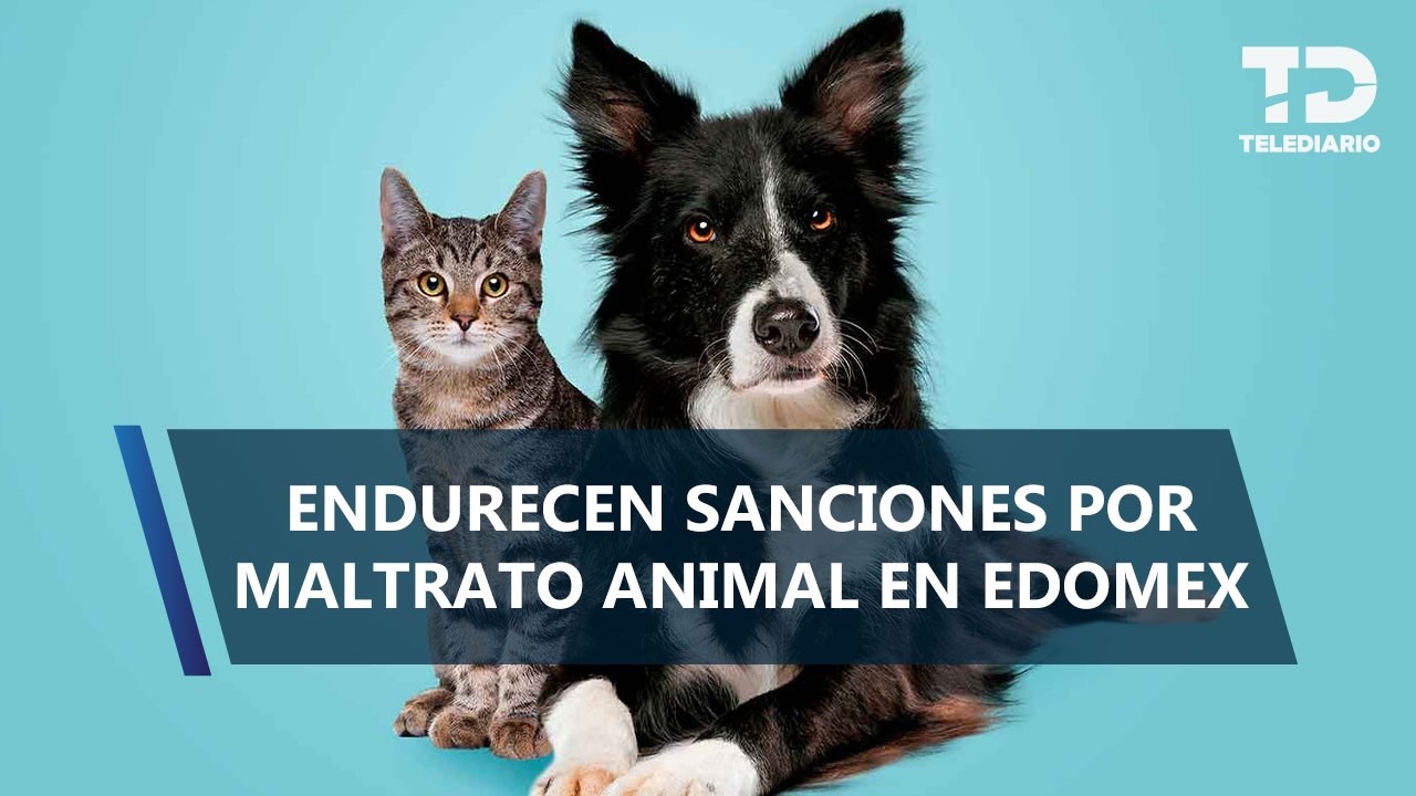 ¡Multas de más de 30 mil pesos! Endurecen sanciones por maltrato animal en Edomex