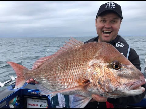 IFISH Port Phillip Bay Snapper
