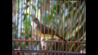 Download lagu Cucak Jenggot juara ampuh untuk pancingan tarung mp3 Download lagu Cucak Jenggot juara ampuh untuk pancingan tarung mp3