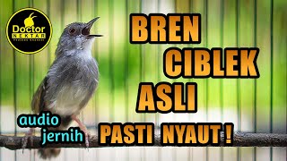 Download lagu PANCINGAN DAN MASTERAN CIBLEK GACOR FULL BREN COCOK UNTUK MASTERING MURAI BATU, KONIN, CUCAK IJO DLL mp3