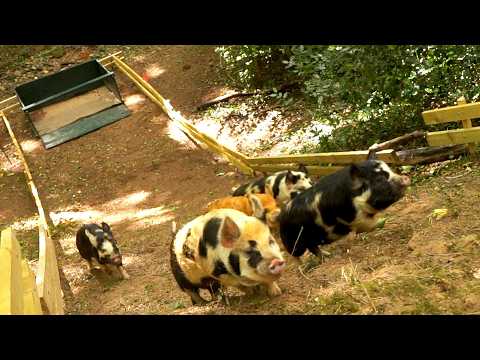 Cute Pigs Climb Cliff Race Track!