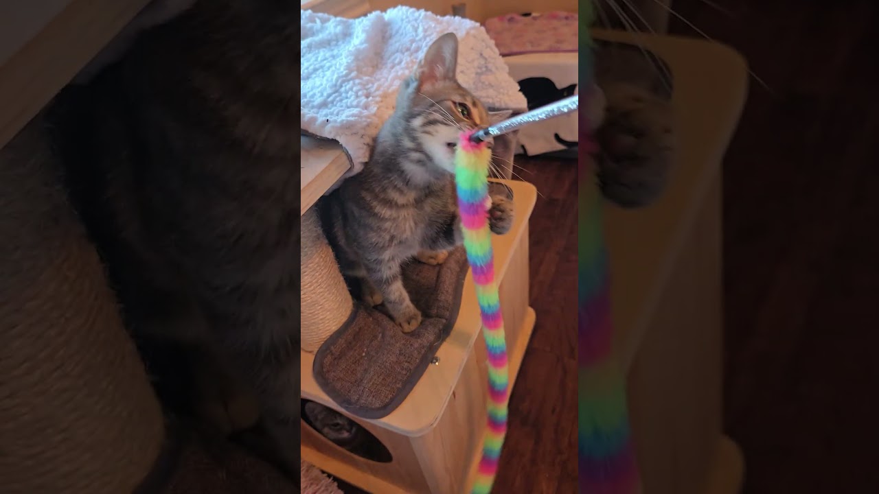 Enlarge Barong, a Adoptable Domestic Short Hair in highlands ranch, CO video 6/6