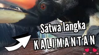 Download lagu Burung Enggang ( Tingang ) ini jinak sekali | Satwa langka dari Tanah Kalimantan mp3
