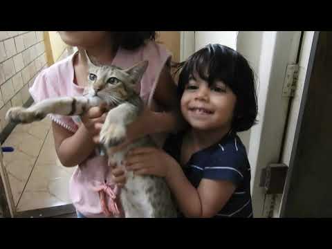 My Cute Little Kittens | MAITRI GADA |