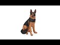 Lebensgroße Schäferhund Figur Schwarz - Braun - Rot - Kunststoff - Stein - 39 x 85 x 55 cm